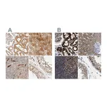 Atlas Antibodies Anti-TACO1 Antibody