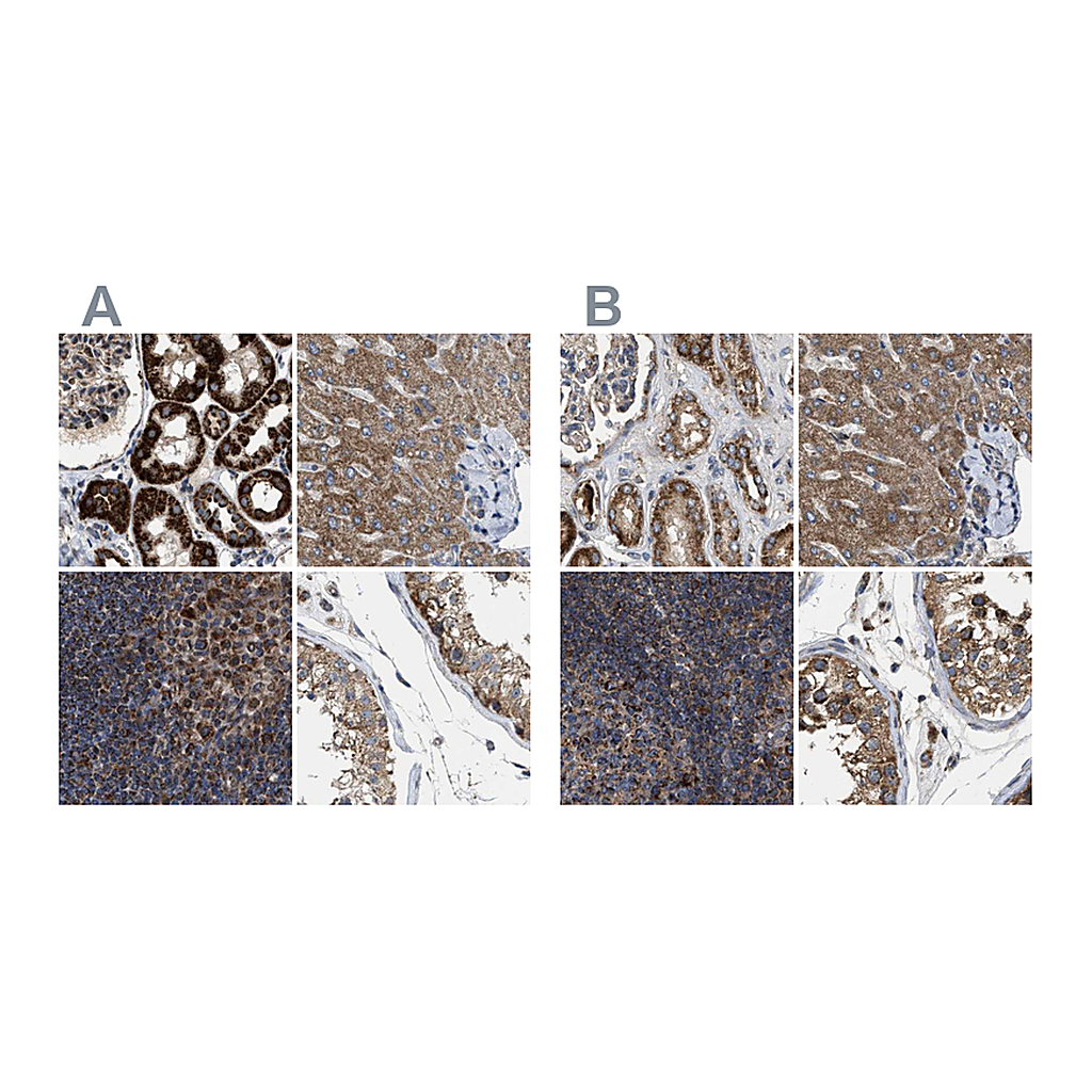 Atlas Antibodies Anti-TACO1 Antibody