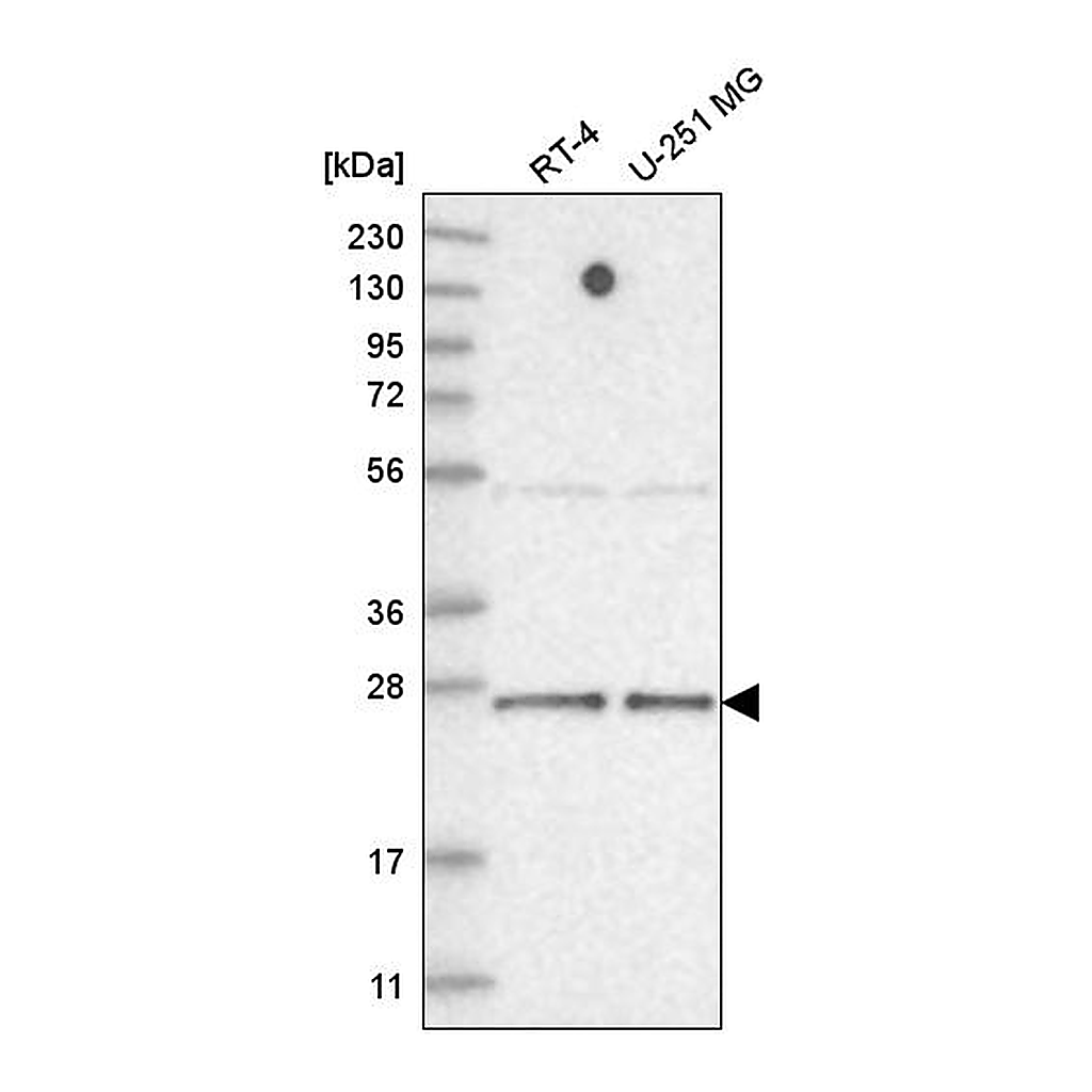 Atlas Antibodies Anti-TAF11 Antibody