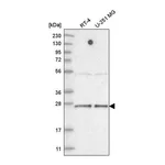 Atlas Antibodies Anti-TAF11 Antibody