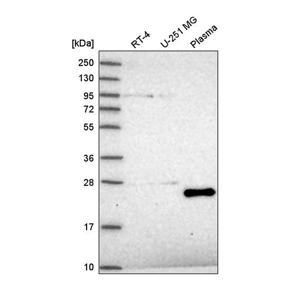 Atlas Antibodies Anti-TAF11 Antibody