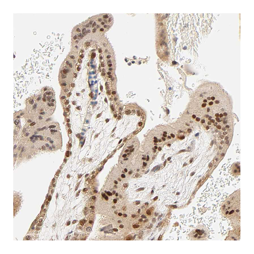 Atlas Antibodies Anti-TAF10 Antibody