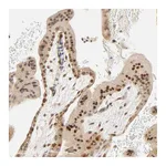 Atlas Antibodies Anti-TAF10 Antibody