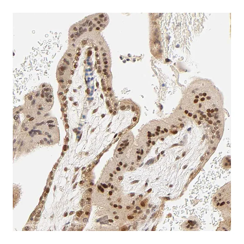 Atlas Antibodies Anti-TAF10 Antibody