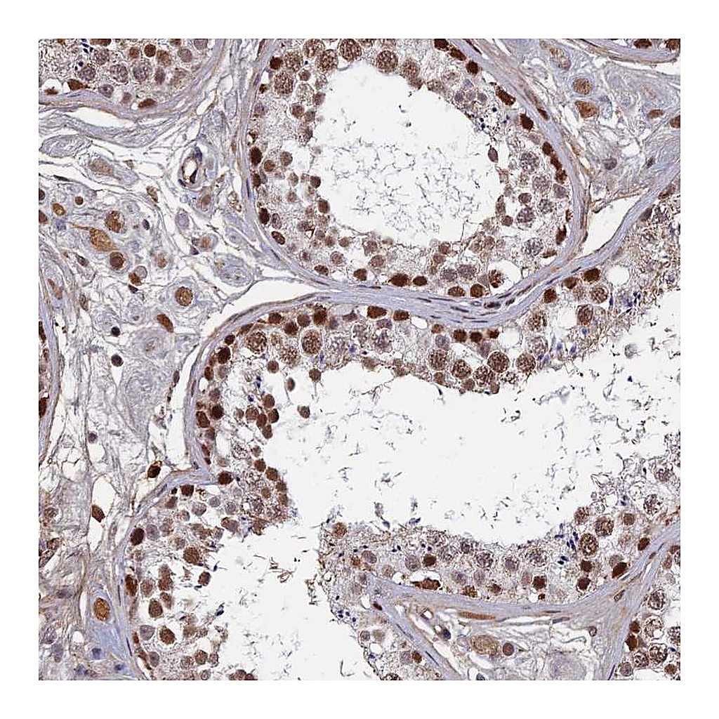 Atlas Antibodies Anti-TAF13 Antibody