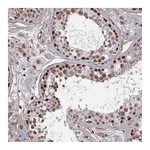 Atlas Antibodies Anti-TAF13 Antibody