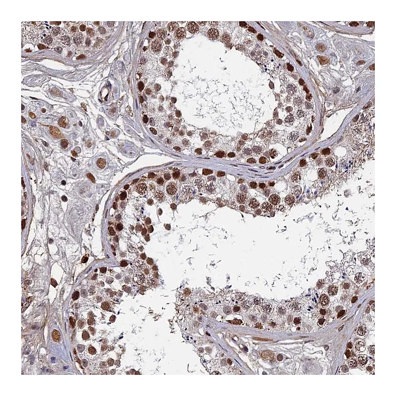 Atlas Antibodies Anti-TAF13 Antibody