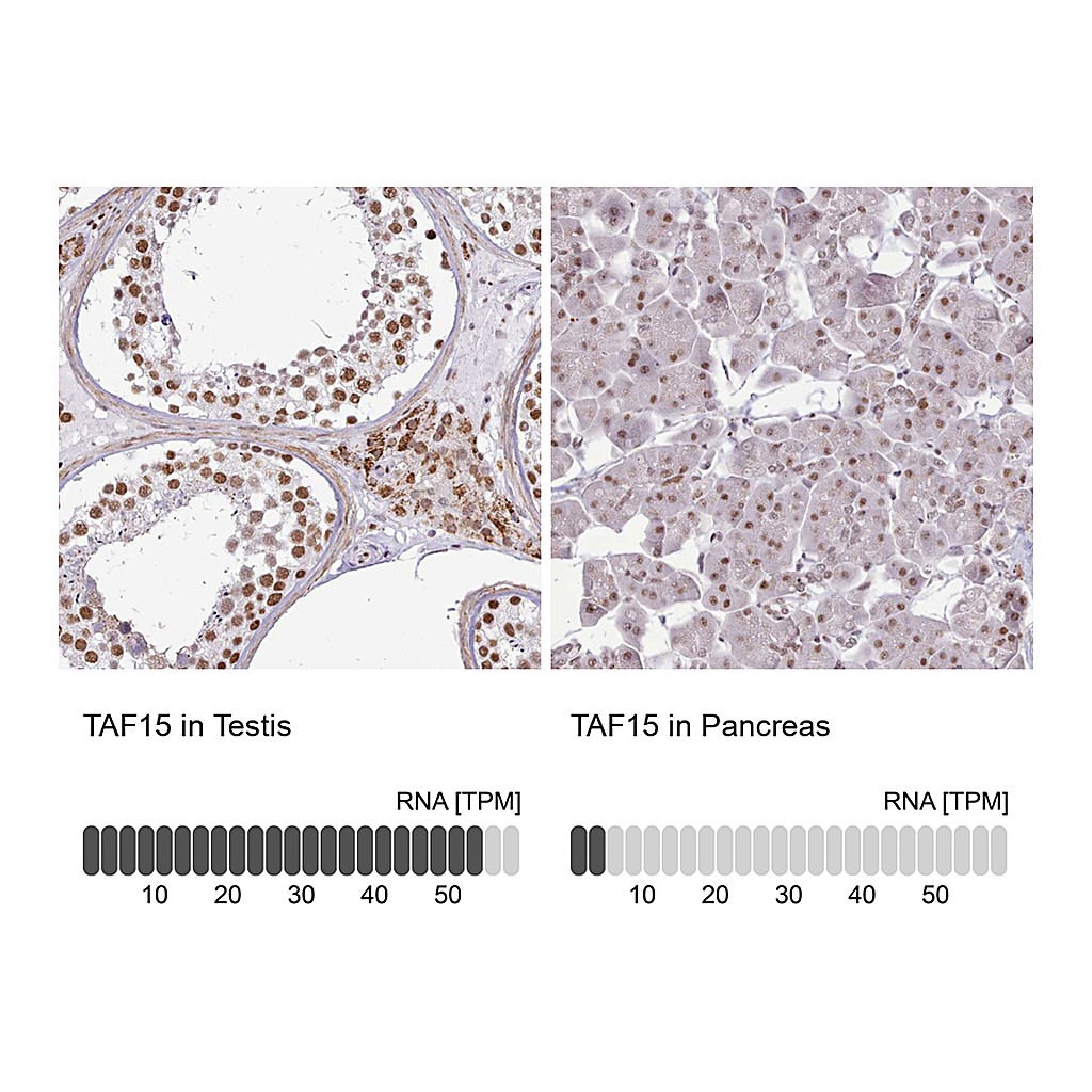 Atlas Antibodies Anti-TAF15 Antibody