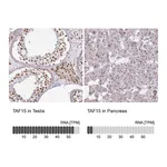 Atlas Antibodies Anti-TAF15 Antibody