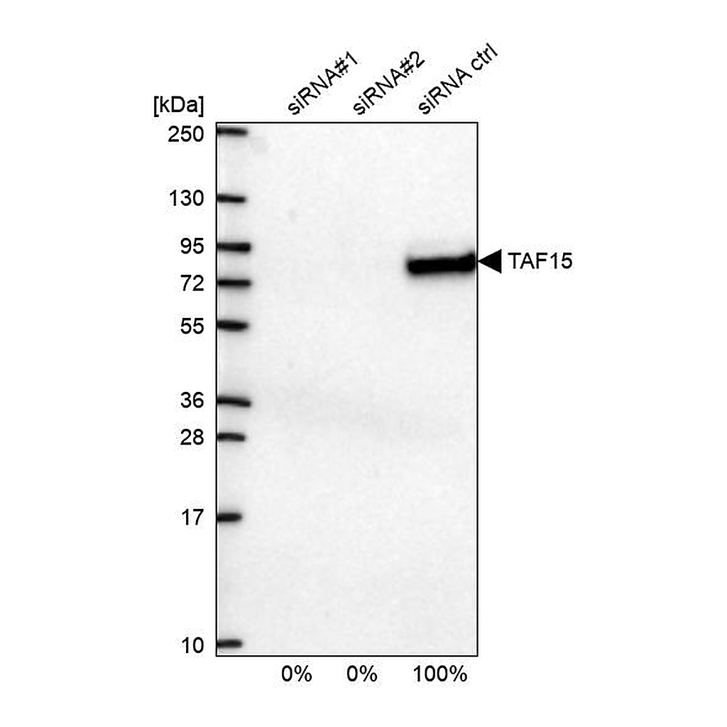 Atlas Antibodies Anti-TAF15 Antibody