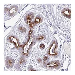 Atlas Antibodies Anti-TAF1D Antibody