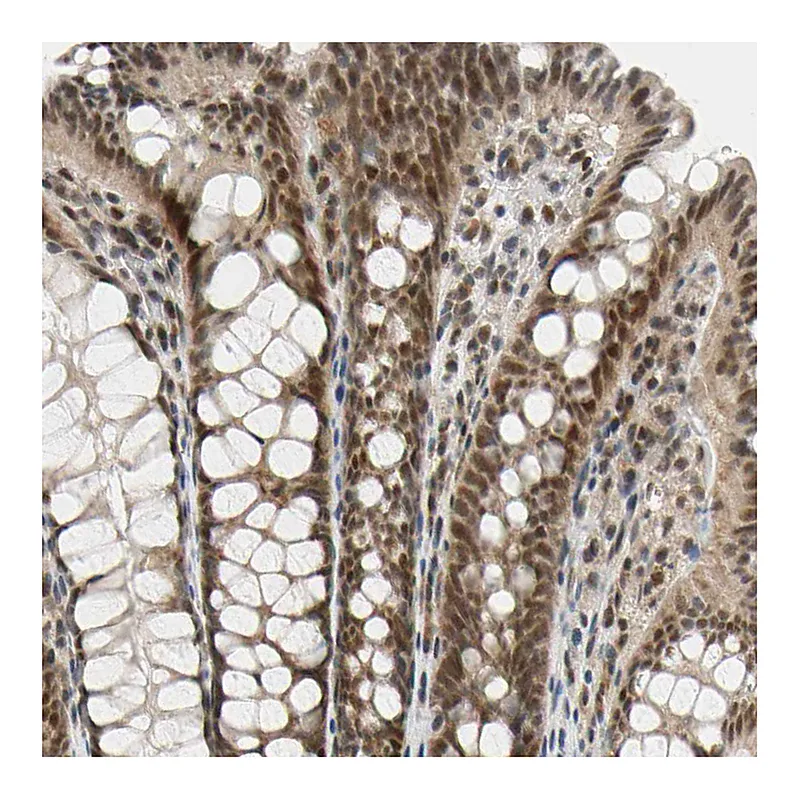 Atlas Antibodies Anti-TAF4 Antibody