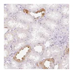 Atlas Antibodies Anti-TAF1L Antibody