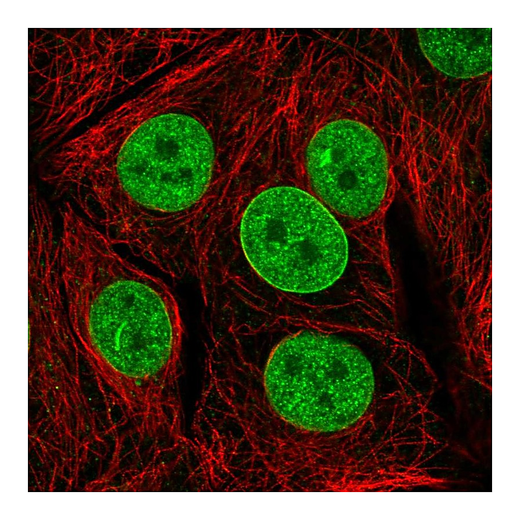 Atlas Antibodies Anti-TAF3 Antibody