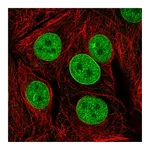 Atlas Antibodies Anti-TAF3 Antibody