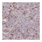 Atlas Antibodies Anti-TAF1D Antibody