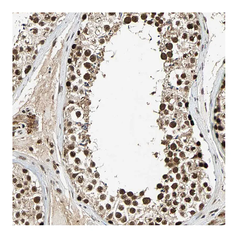 Atlas Antibodies Anti-TAF5 Antibody