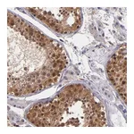Atlas Antibodies Anti-TAF7L Antibody