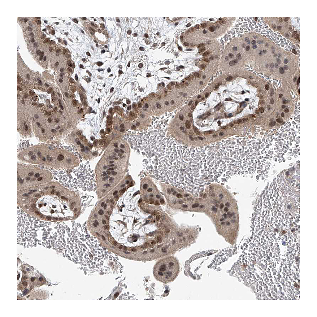 Atlas Antibodies Anti-TAF8 Antibody
