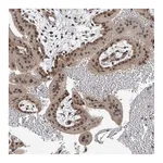 Atlas Antibodies Anti-TAF8 Antibody