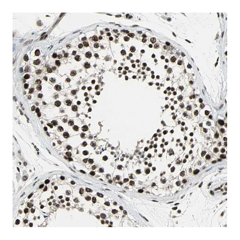 Atlas Antibodies Anti-TAF5 Antibody