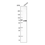 Atlas Antibodies Anti-TAF5L Antibody