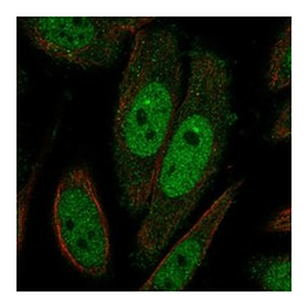 Atlas Antibodies Anti-TAF7L Antibody