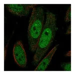 Atlas Antibodies Anti-TAF7L Antibody