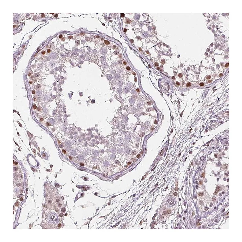 Atlas Antibodies Anti-TAF6L Antibody