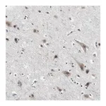 Atlas Antibodies Anti-TAF7 Antibody