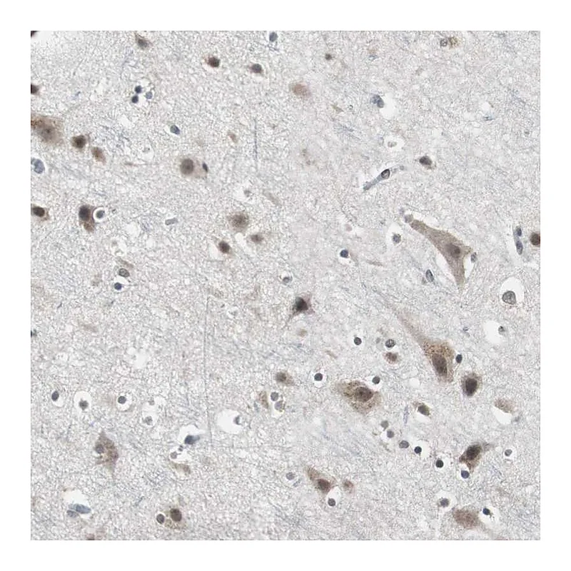 Atlas Antibodies Anti-TAF7 Antibody