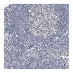 Atlas Antibodies Anti-TAF8 Antibody
