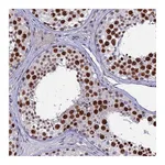 Atlas Antibodies Anti-TAF9B Antibody