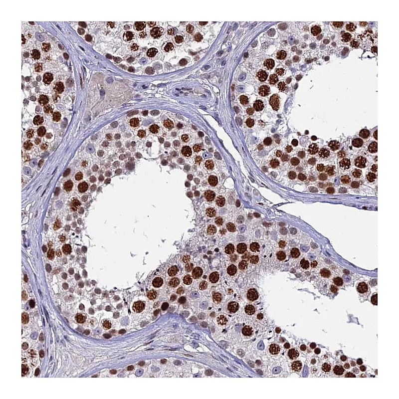 Atlas Antibodies Anti-TAF9B Antibody