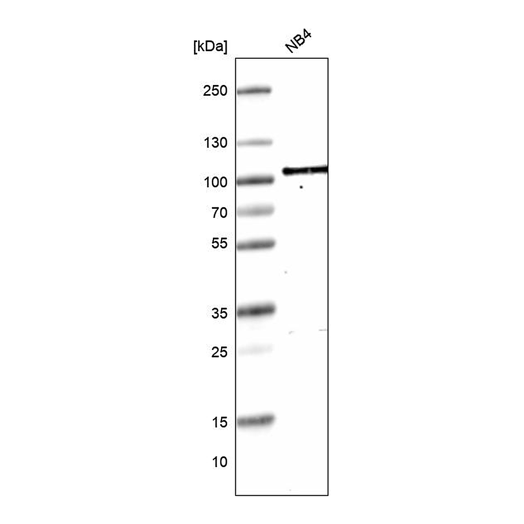 Atlas Antibodies Anti-TAGAP Antibody