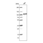 Atlas Antibodies Anti-TAGAP Antibody