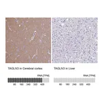 Atlas Antibodies Anti-TAGLN3 Antibody