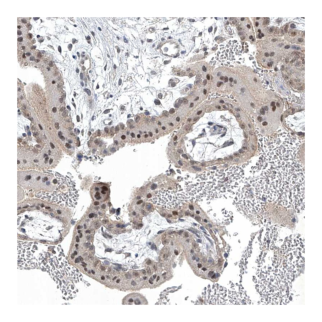Atlas Antibodies Anti-TAF8 Antibody