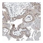 Atlas Antibodies Anti-TAF8 Antibody