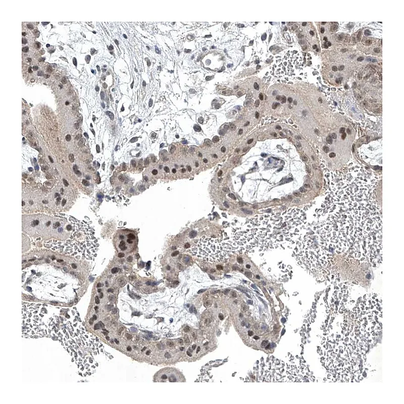 Atlas Antibodies Anti-TAF8 Antibody