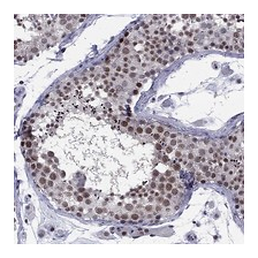 Atlas Antibodies Anti-TAF9 Antibody
