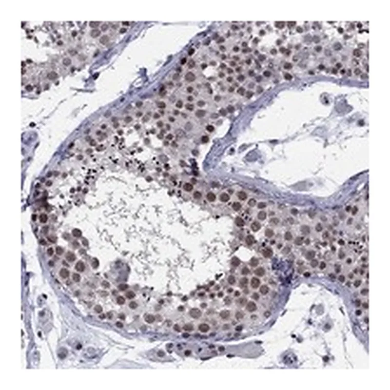 Atlas Antibodies Anti-TAF9 Antibody