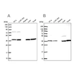 Atlas Antibodies Anti-TALDO1 Antibody