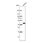 Atlas Antibodies Anti-TALDO1 Antibody