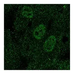 Atlas Antibodies Anti-TAL1 Antibody