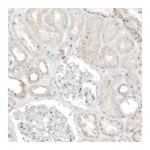 Atlas Antibodies Anti-TAL2 Antibody