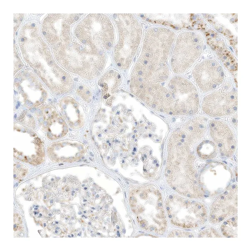 Atlas Antibodies Anti-TAL2 Antibody