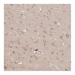 Atlas Antibodies Anti-TANGO6 Antibody