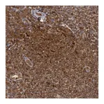 Atlas Antibodies Anti-TAP2 Antibody