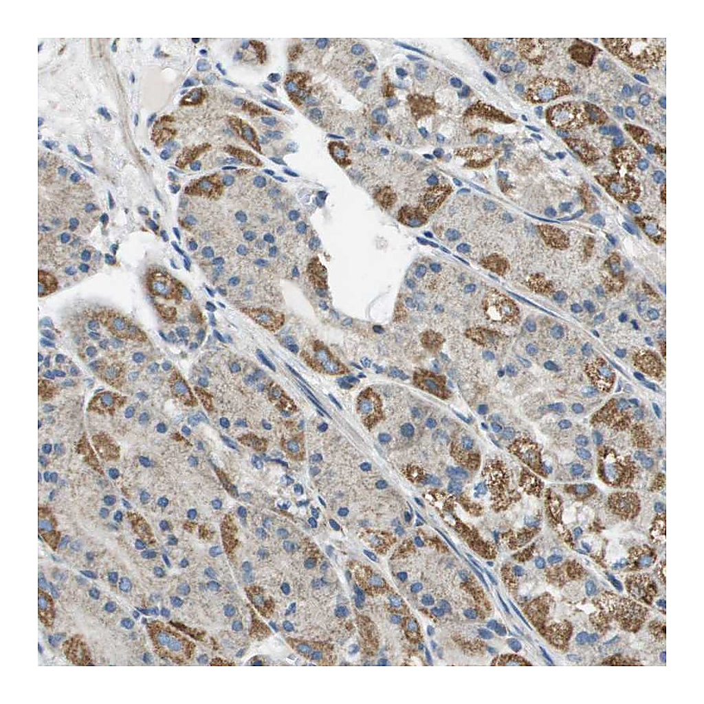 Atlas Antibodies Anti-TAOK3 Antibody